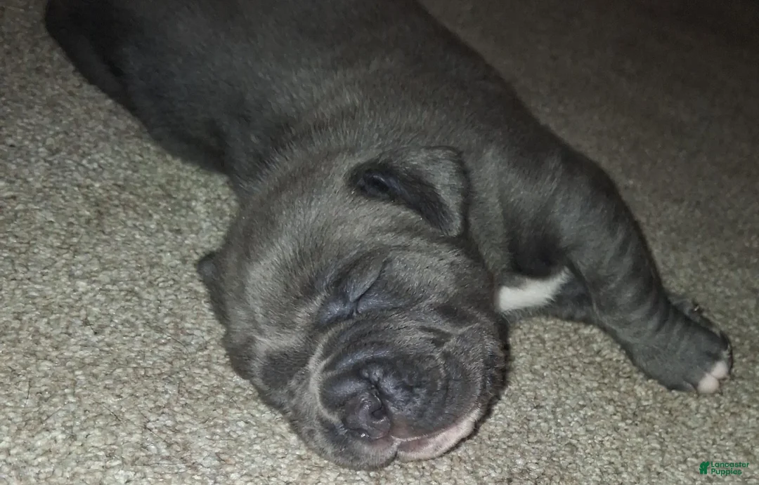 Cane Corso dogs for sale: Cane Corso 3 - Ad 1