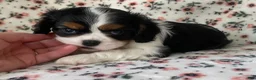 Cavalier King Charles Spaniel dogs for sale: Miracle - Ad 16