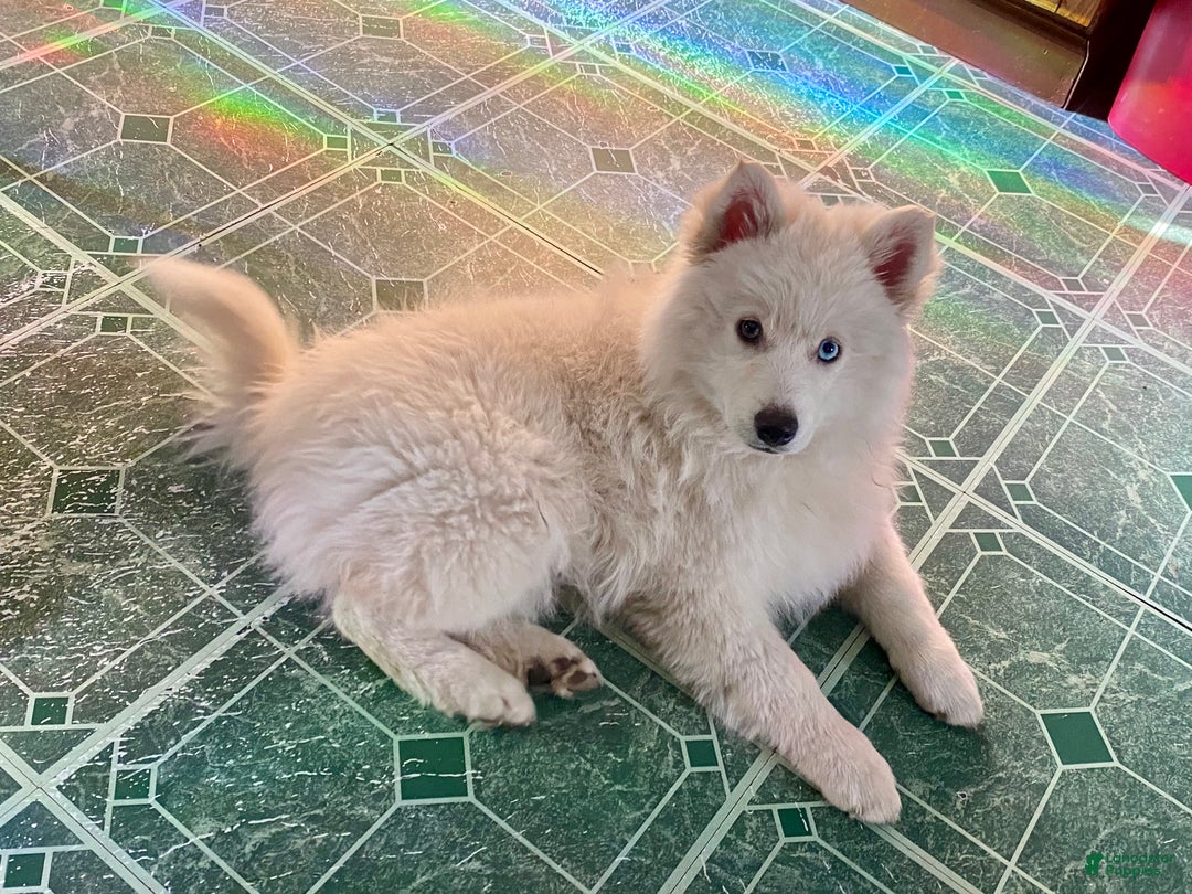 Pomsky dogs for sale: Marty - Ad 3