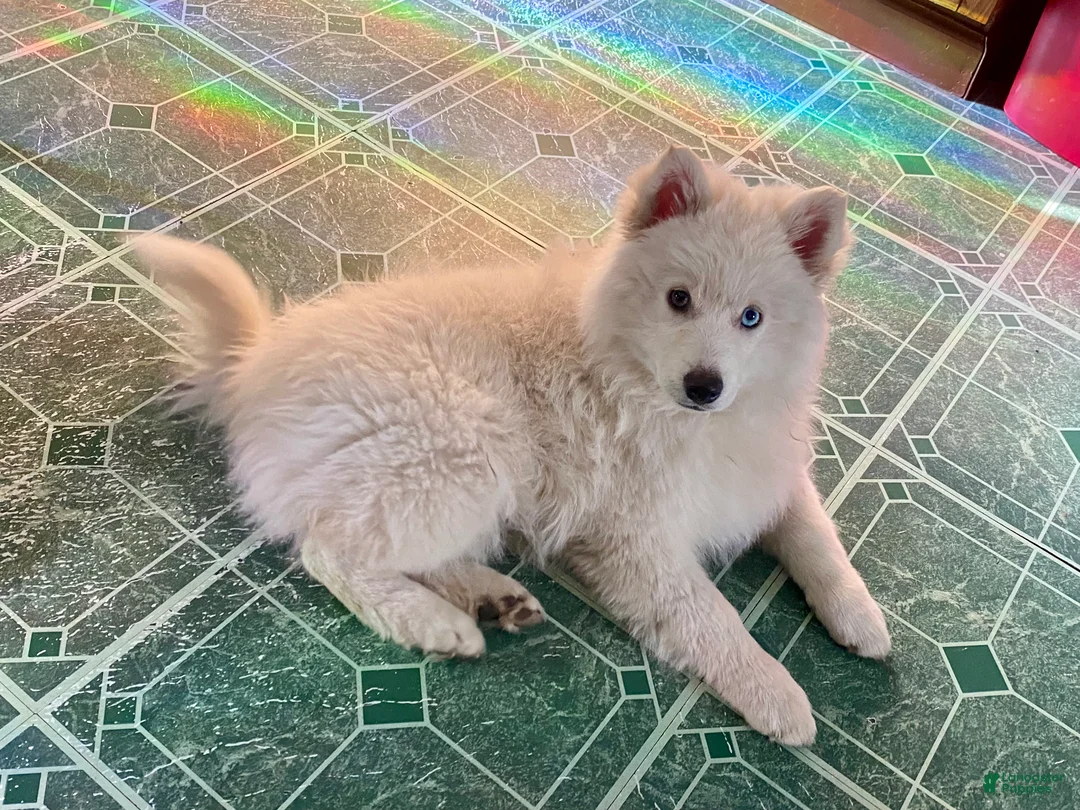 Pomsky dogs for sale: Marty - Ad 8