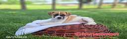 Jug dogs for sale: Cinnamon - Ad 1
