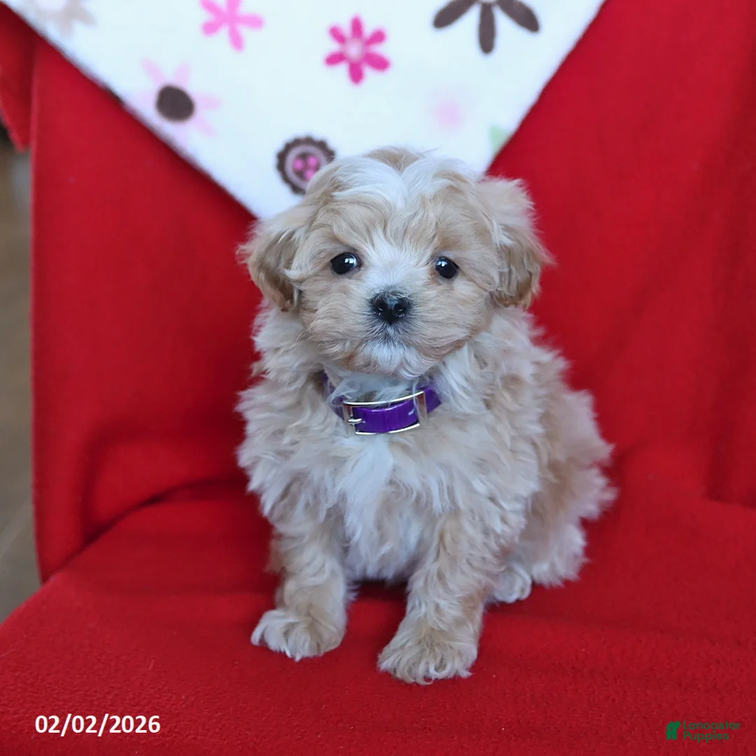 Maltipoo dogs for sale: Tucker - Ad 3