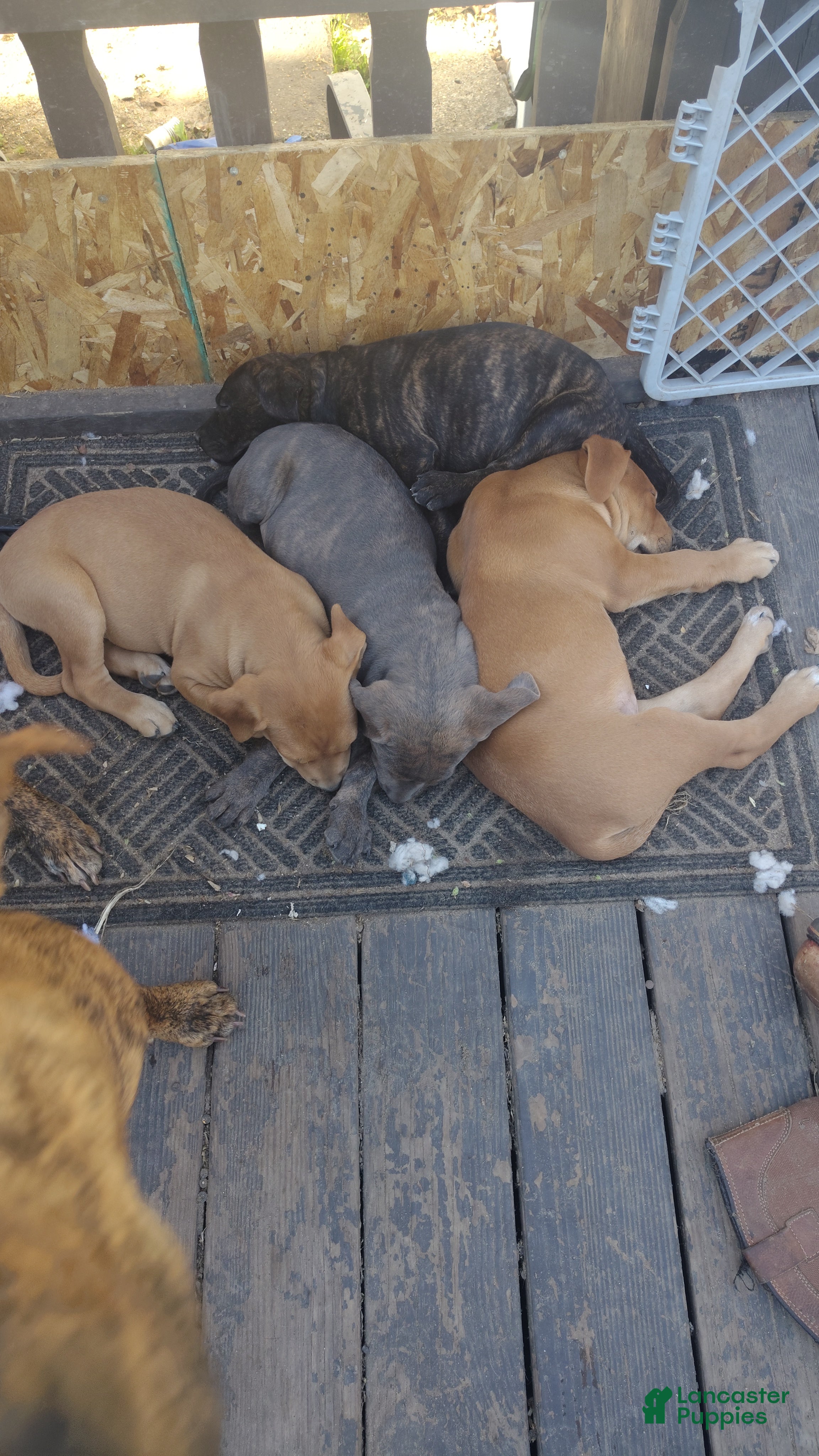 Mixed Breed dogs for sale: Squeeks - Ad 2