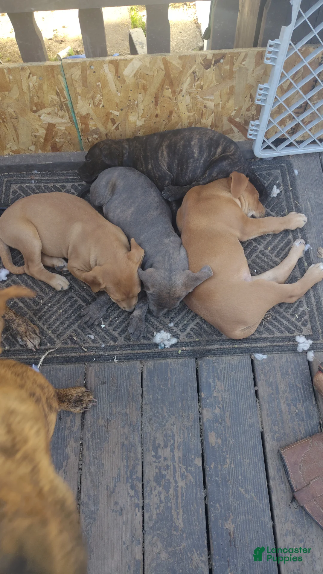 Mixed Breed dogs for sale: Squeeks - Ad 1