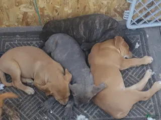 Mixed Breed dogs Squeeks - Ad 29