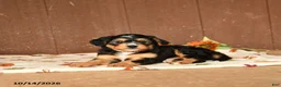 Mini Bernedoodle dogs for sale: Kooper - Ad 3