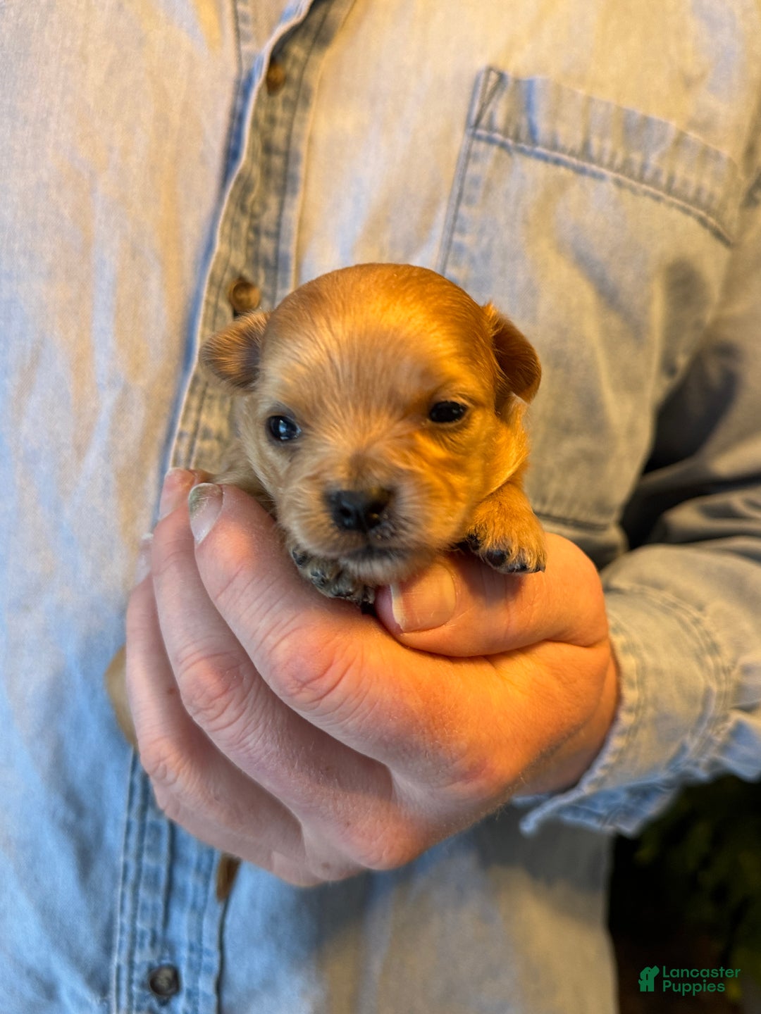 Chihuahua dogs for sale: Red gold  - Ad 7