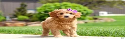 Cavapoo dogs for sale: Poppy - Ad 7