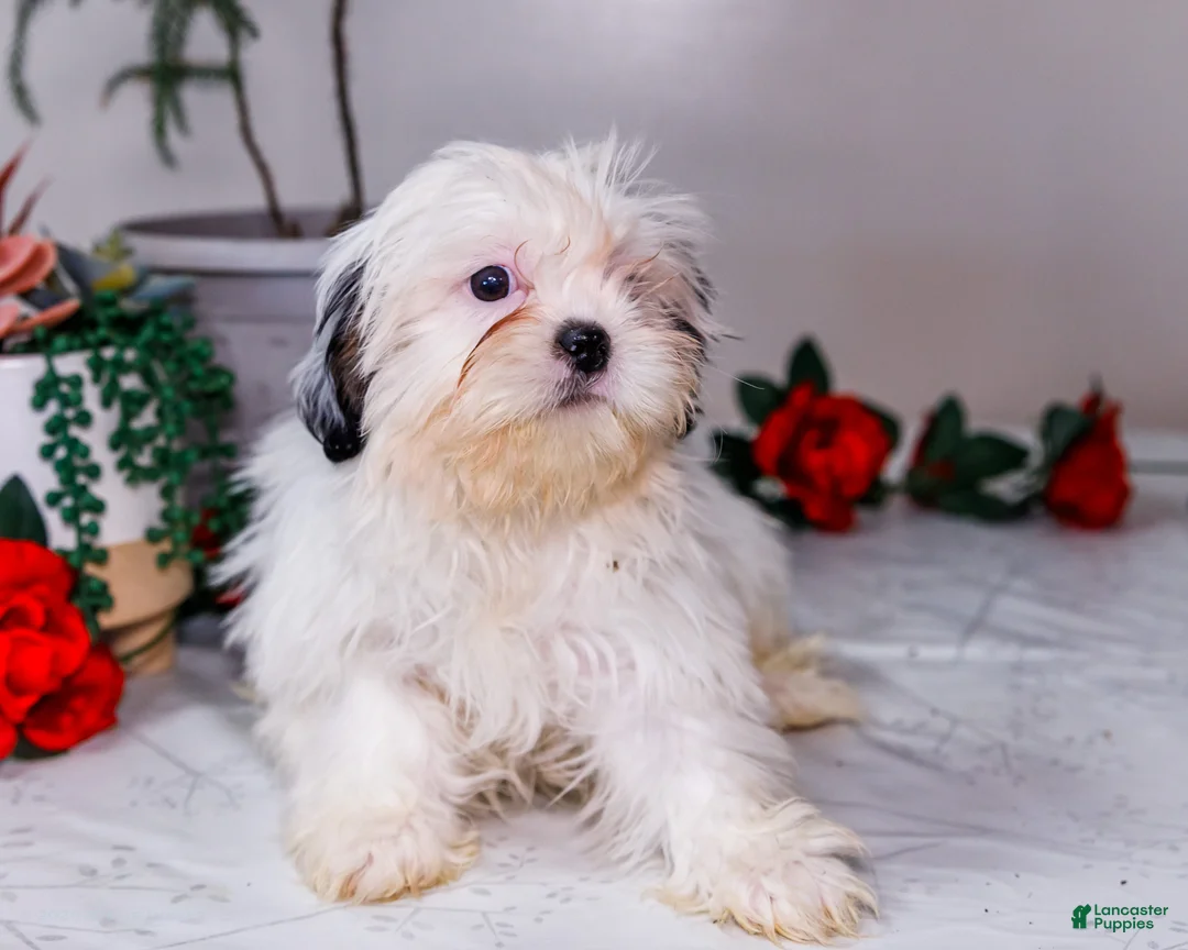 Shih Tzu dogs for sale: Lanetta - Ad 7