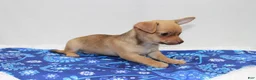 Chihuahua dogs for sale: Chihuahua 2 - Ad 2