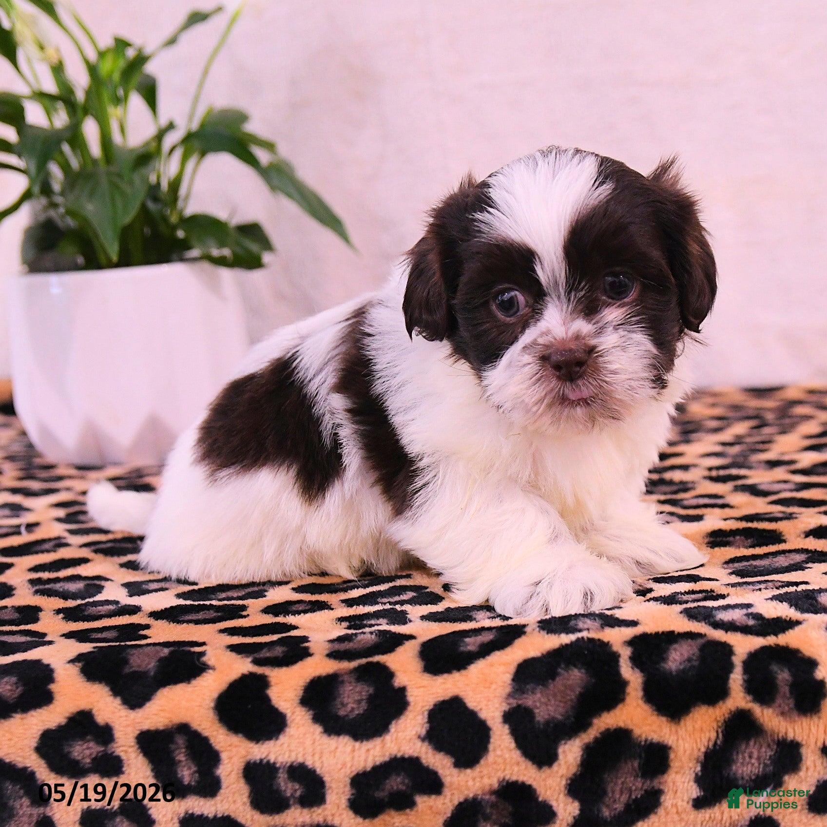 Shih Tzu dogs Stanley - Ad 1