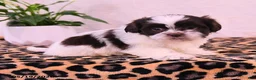 Shih Tzu dogs for sale: Stanley - Ad 1