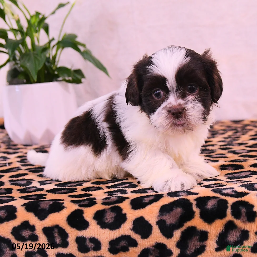 Shih Tzu dogs for sale: Stanley - Ad 1