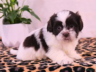 Shih Tzu dogs for sale: Stanley - Ad 3