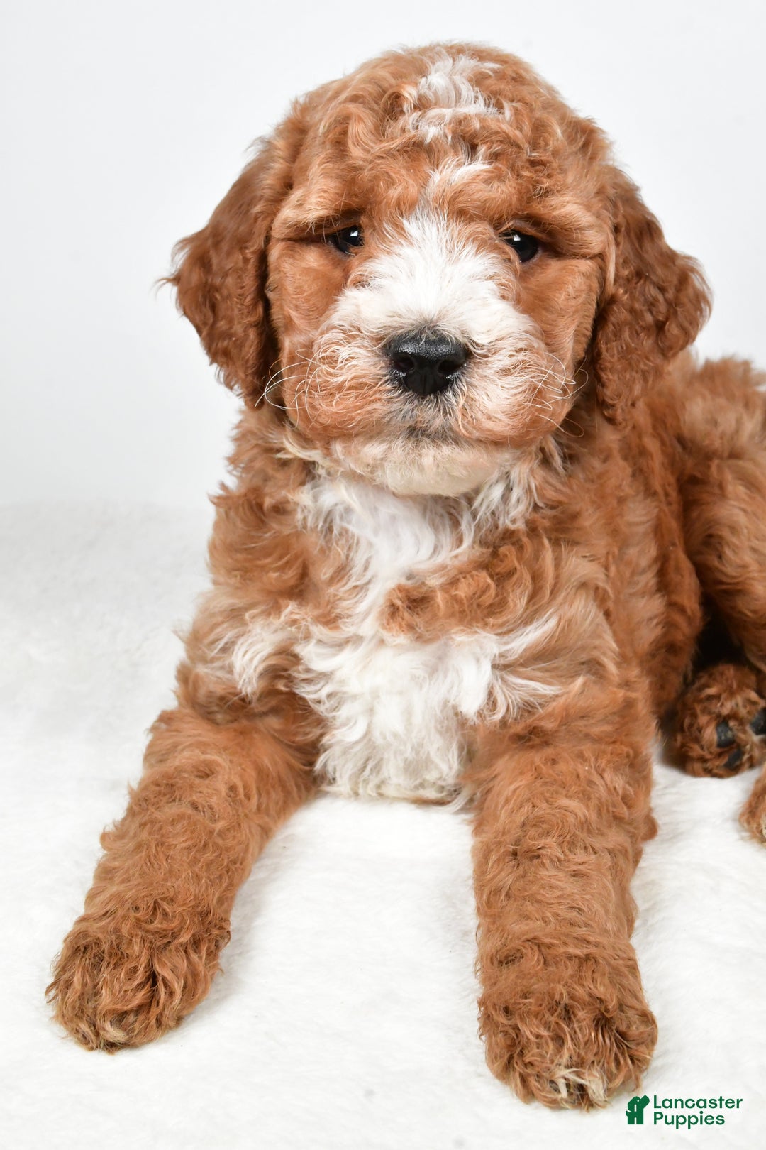 Labradoodle dogs for sale: Nessa - Ad 9