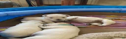 West Highland Terrier dogs for sale: Dora - Ad 5