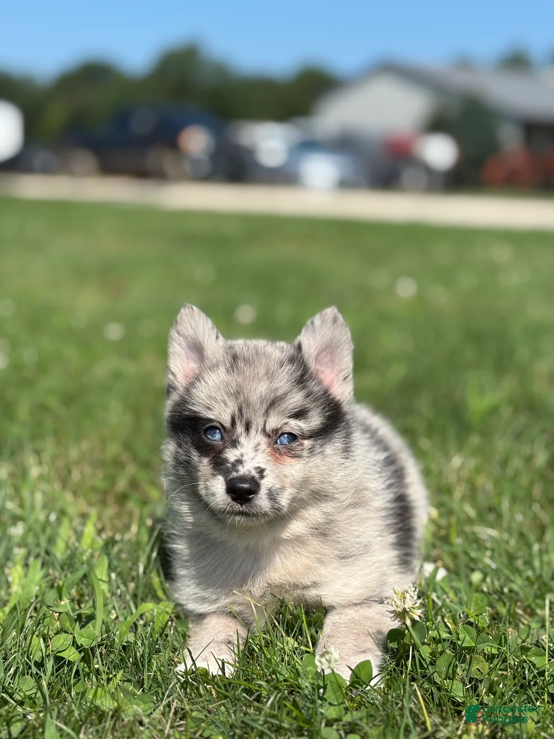Pomsky dogs for sale: Grace - Ad 3