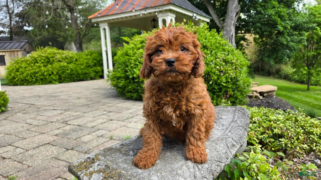 Cavapoo dogs for sale: Henry - Ad 1