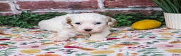 Cavapoo dogs for sale: April - Ad 5