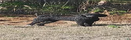 Standard Poodle dogs for sale: 10 Standard Poodle Puppies - Ad 3