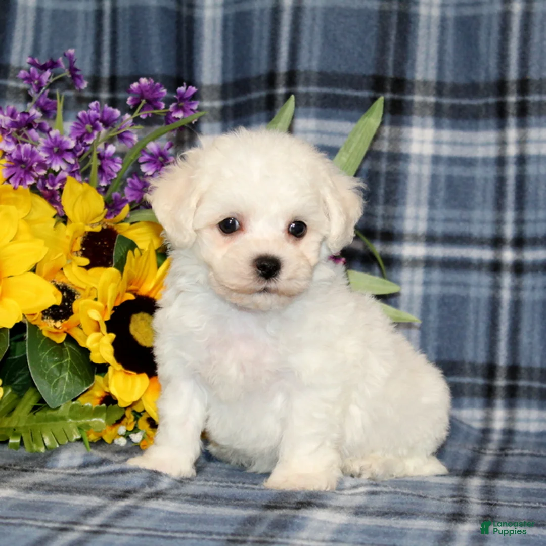 Bichon Frise dogs for sale: Falcon - Ad 4