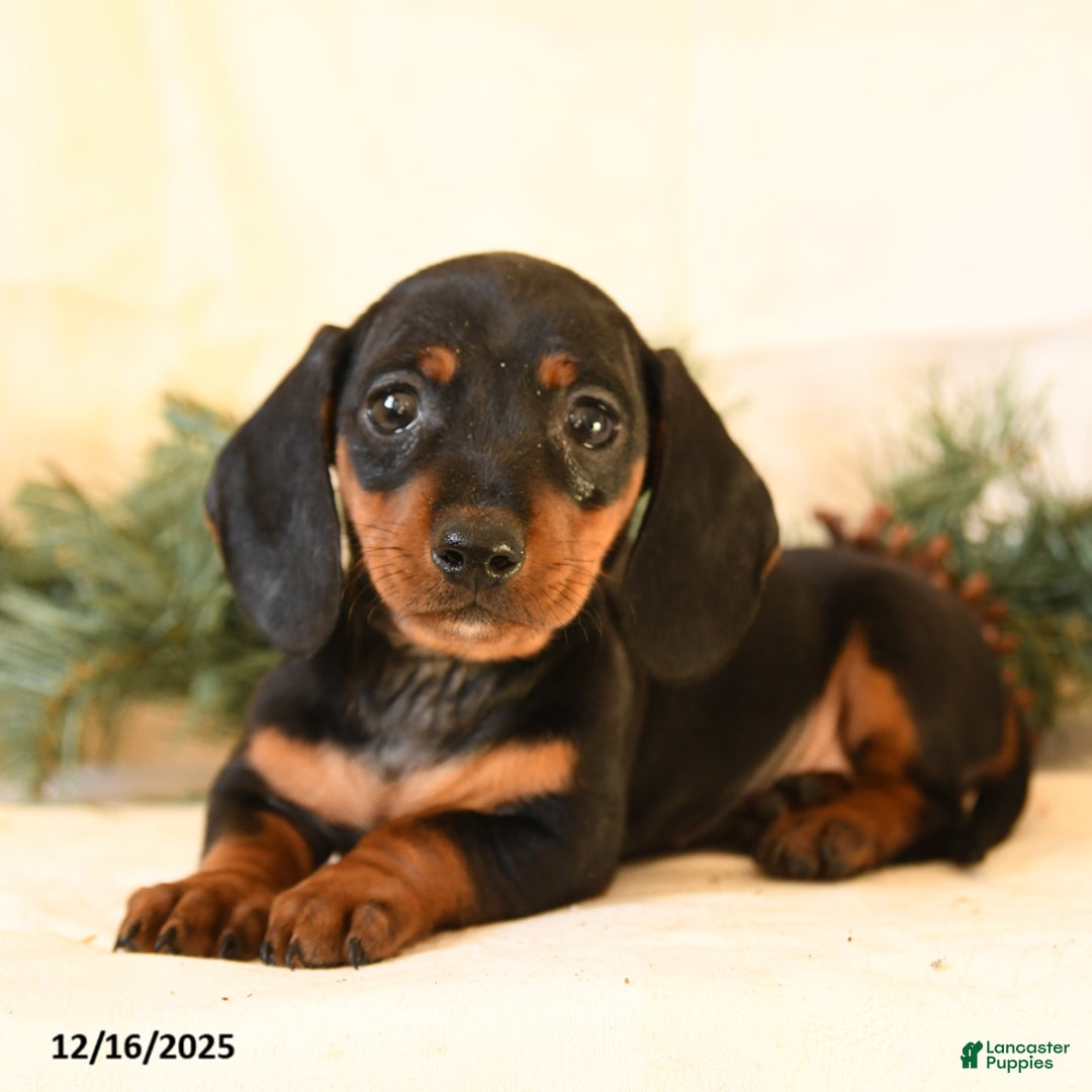 Miniature Dachshund dogs for sale: Catty - Ad 2