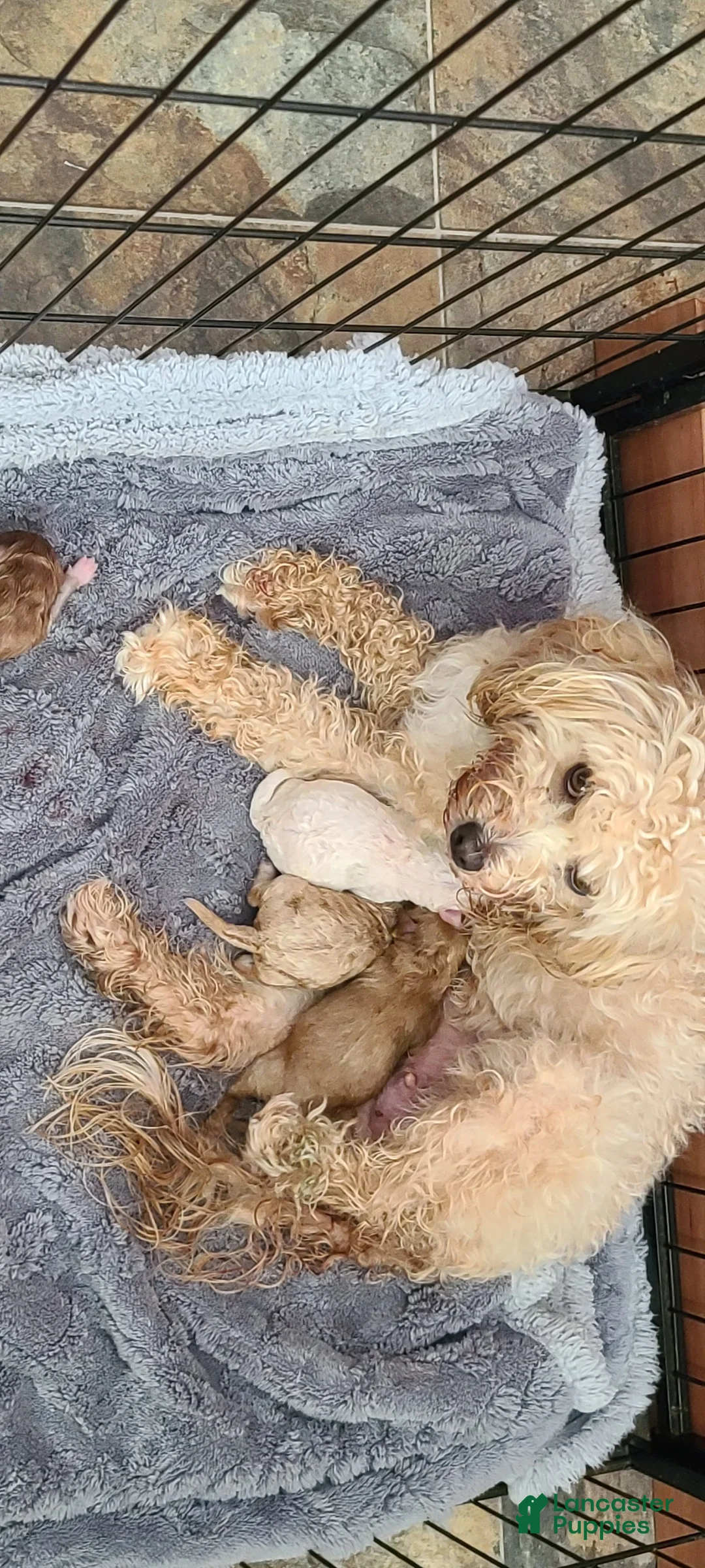 Cavapoo dogs for sale: Lily Cavapoo Puppy 3 - Ad 2