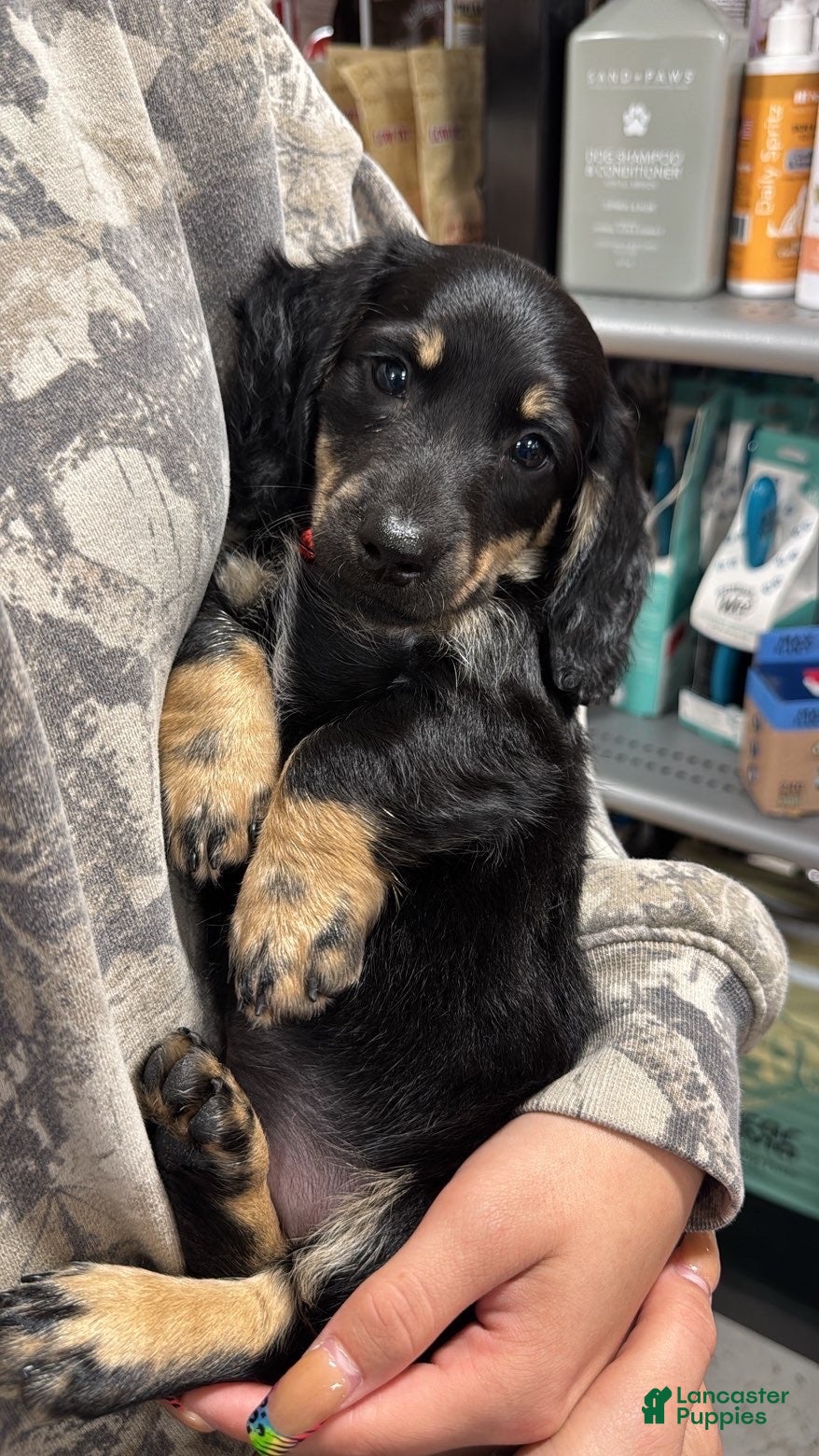 Dachshund dogs lenny - Ad 11