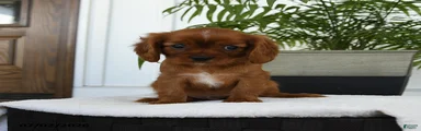 Harvey