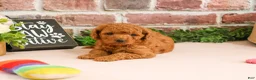 Cavapoo dogs for sale: Chanel - Ad 3