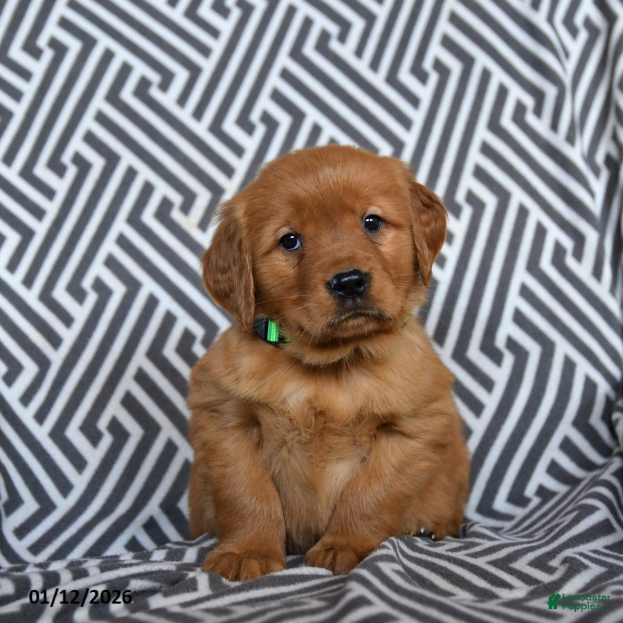 Golden Retriever dogs Lasagna - Ad 38