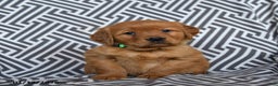 Golden Retriever dogs for sale: Lasagna - Ad 1