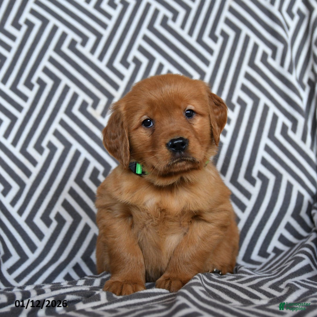 Golden Retriever dogs for sale: Lasagna - Ad 1
