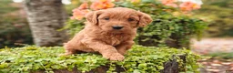 Goldendoodle dogs for sale: Cinnamon - Ad 6