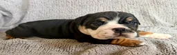 English Bulldog dogs for sale: Tia - Ad 4
