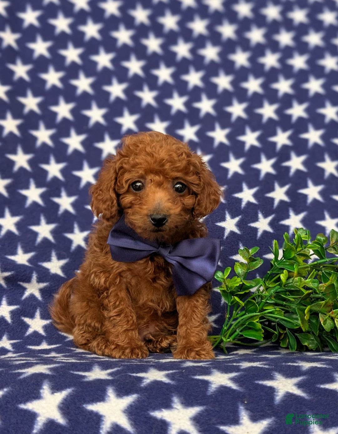 Toy Poodle dogs for sale: Tobias - Ad 4