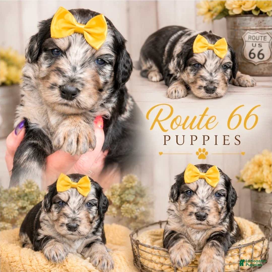 Bernedoodle dogs for sale: Bernedoodle 8 - Ad 1