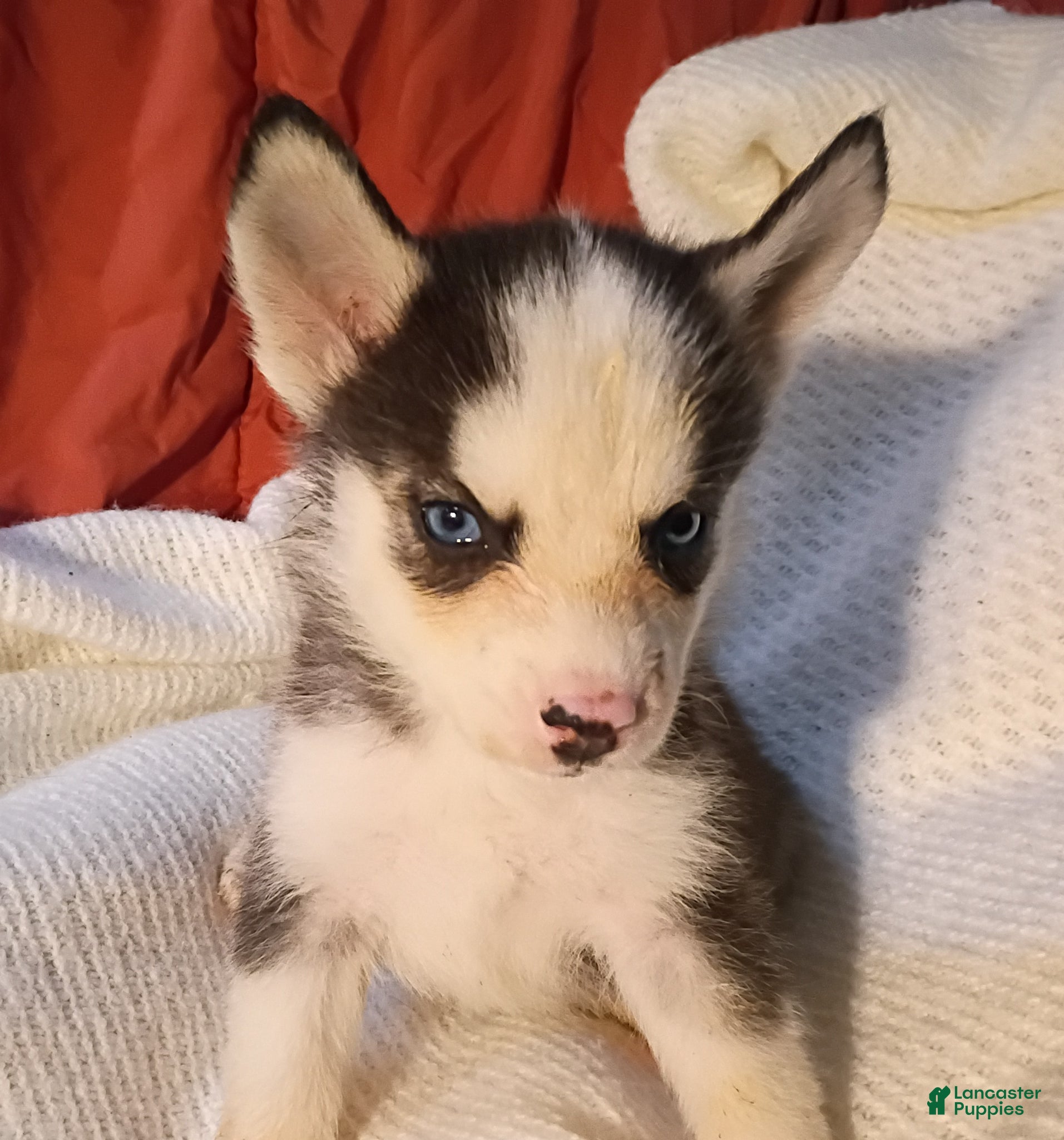 Pomsky dogs Pomsky Puppy 3 - Ad 3