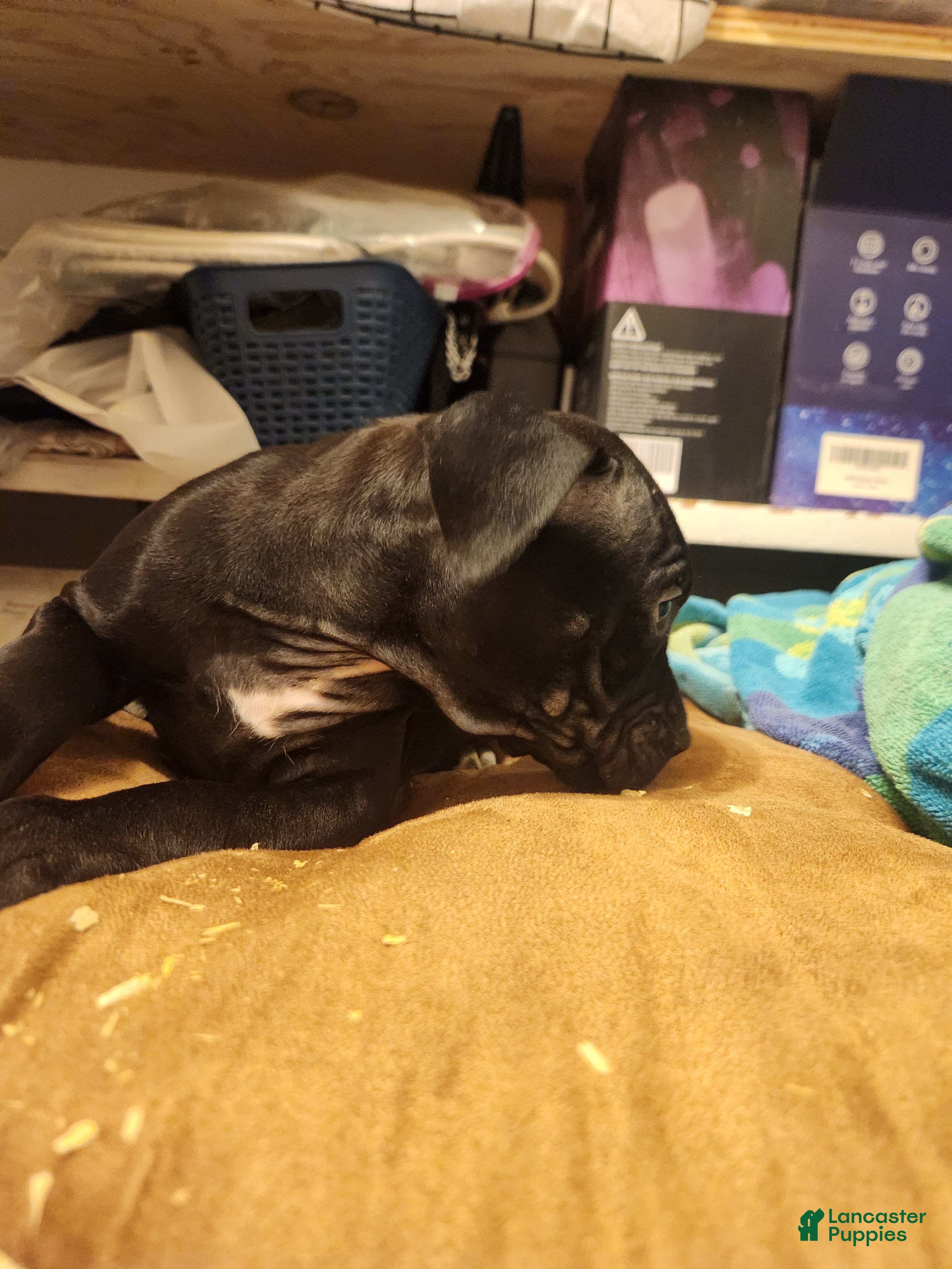 American Pit Bull Terrier dogs American Pit Bull Terrier 8 - Ad 33