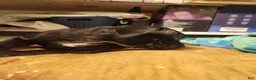 American Pit Bull Terrier dogs for sale: American Pit Bull Terrier 8 - Ad 1