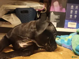 American Pit Bull Terrier dogs American Pit Bull Terrier 8 - Ad 33