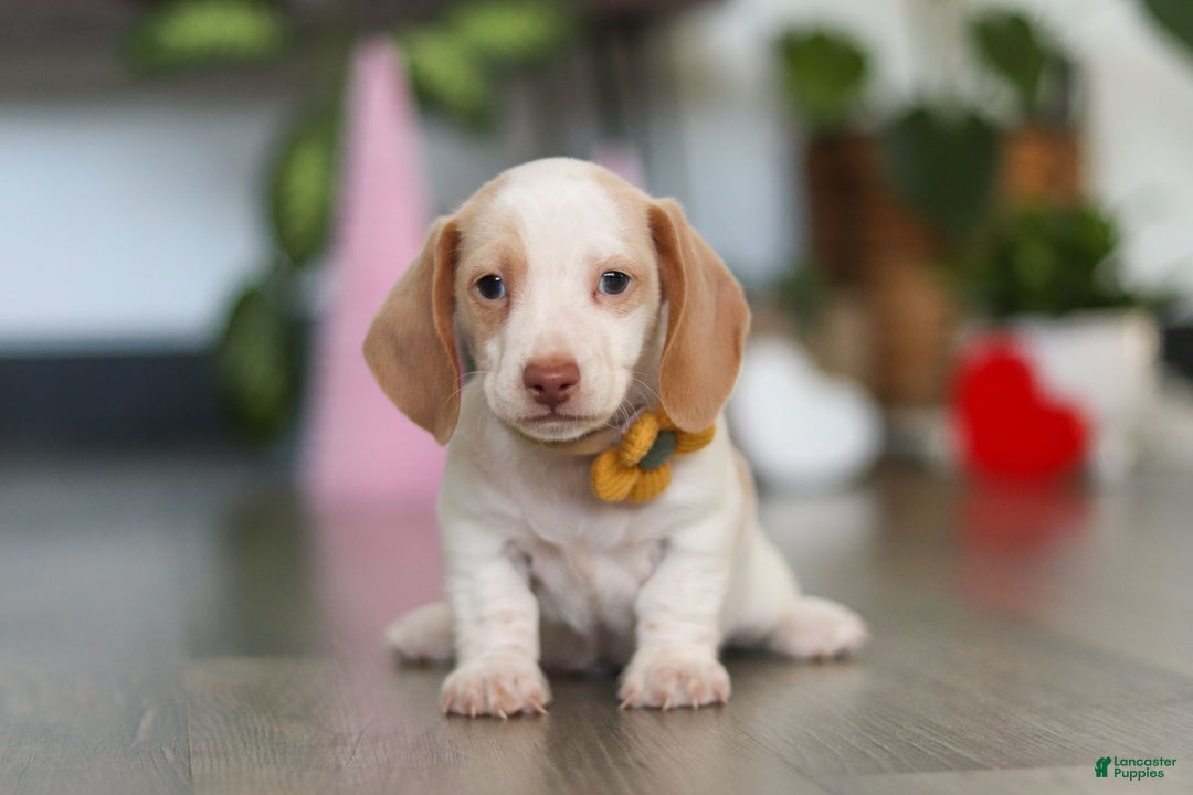 Dachshund dogs for sale: Charlie - Ad 4