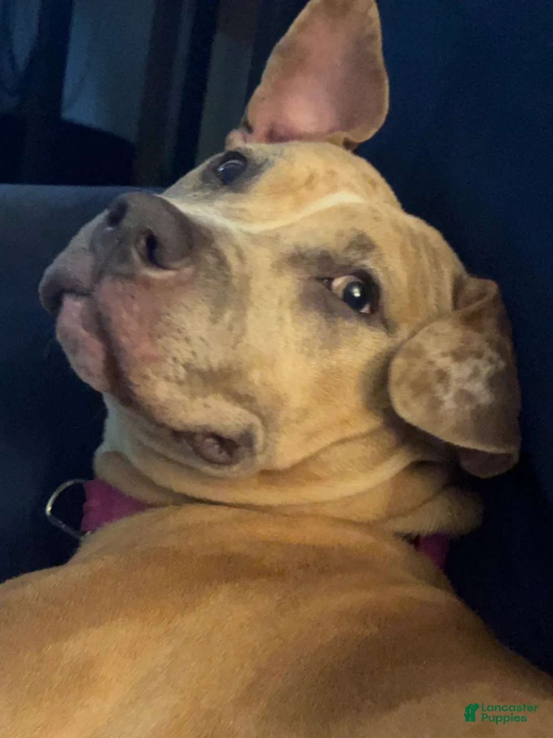 American Bully dogs for sale: American Bully Puppy 1 - Ad 3