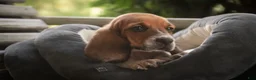 Basset Hound dogs for sale: Otis Basset Hound  - Ad 3