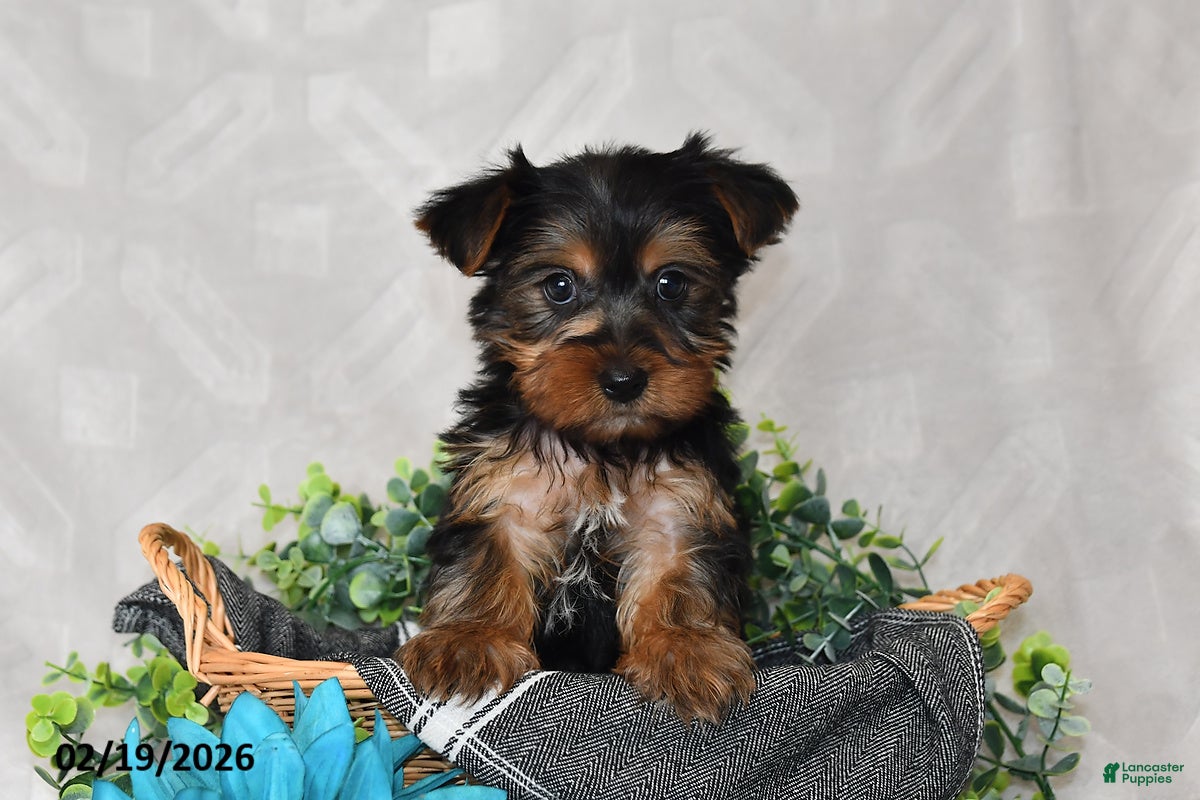 Yorkshire Terrier dogs Chase - Ad 1