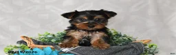 Yorkshire Terrier dogs for sale: Chase - Ad 1