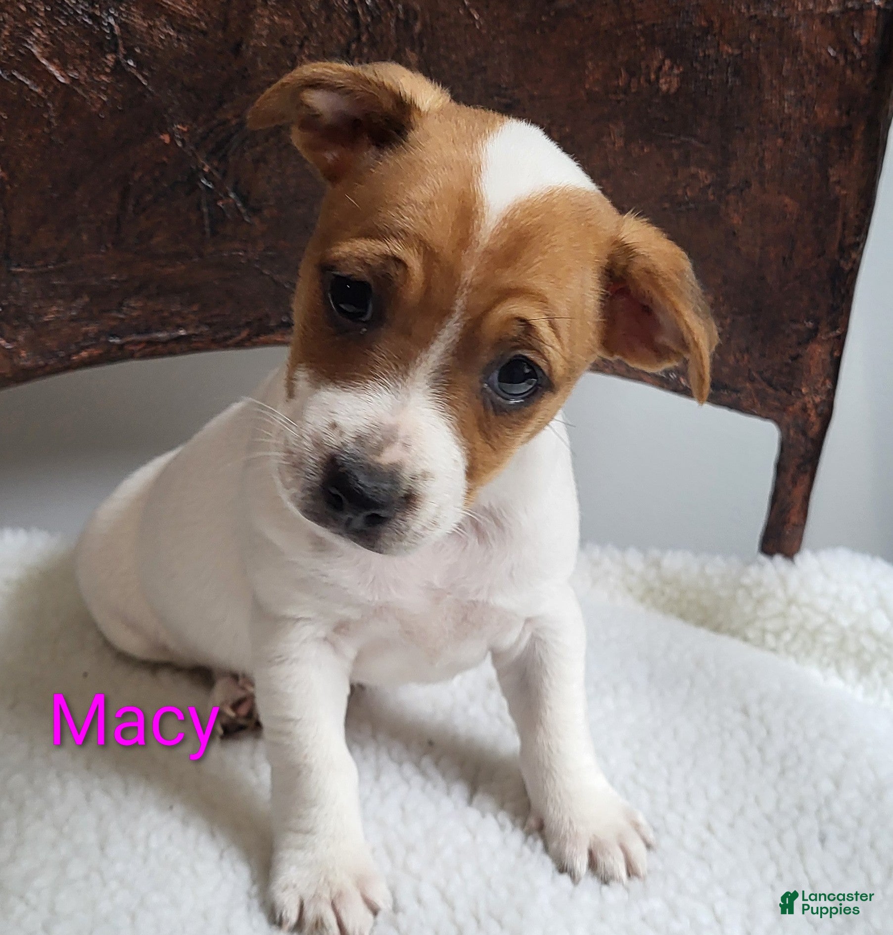 Jack Russell Terrier dogs Jack Russell Terrier 4 - Ad 2