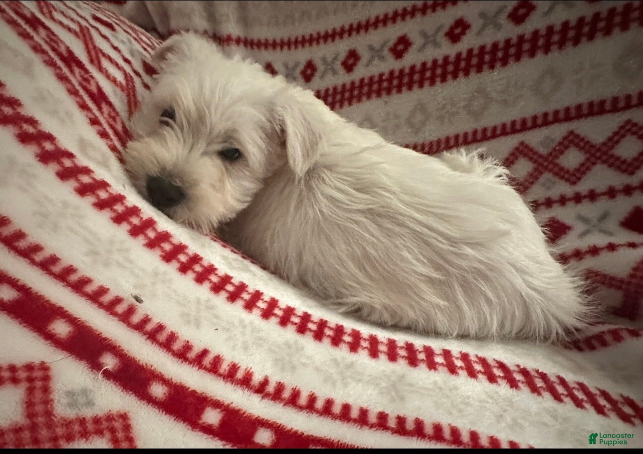 Miniature Schnauzer dogs Miniature Schnauzer Puppy 3-Simon - Ad 41