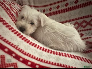 Miniature Schnauzer dogs Miniature Schnauzer Puppy 3-Simon - Ad 41