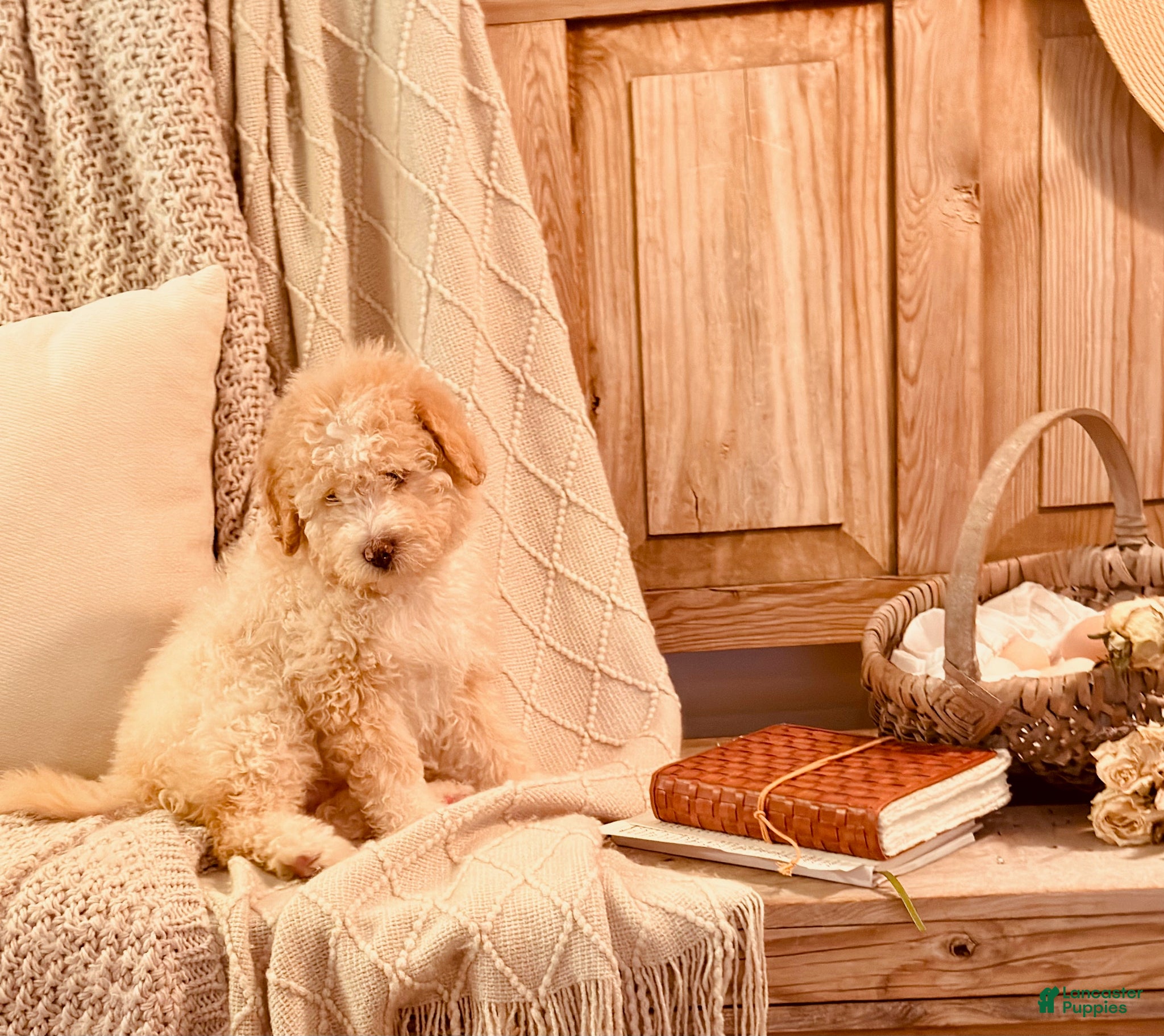 Bernedoodle dogs Eddison, a Handsome Blue-Eyed Boy - Ad 1